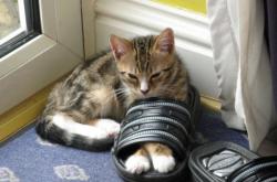 英雄联盟总决赛直播-黑马奔腾！安哥拉用战术铁笼锁死新西兰，皇马小将卡马文加化身致胜核心