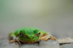 英雄联盟总决赛2025-绿军利刃下的孤星闪光，西亚卡姆如何破开凯尔特人的钢铁阵线