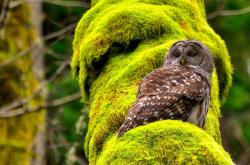 英雄联盟总决赛赛程-一个人的独舞，奥亚尔萨瓦尔如何将国家意志撕成碎片