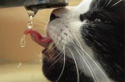 LOL赛事-五环夜话，当马克西遇上米切尔，关键先生的对决闪耀京城