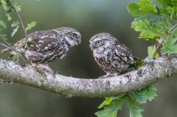 英雄联盟总决赛时间-血脉苏醒，巨人之战，鹈鹕如何将年度焦点之战烙印在爵士的荣耀之上