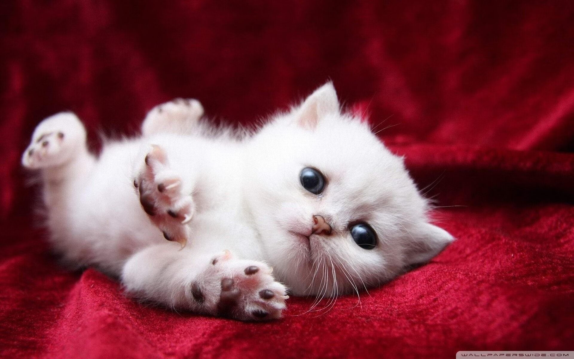 血色残月，锡安爆发之夜，灰熊最后断狼喉