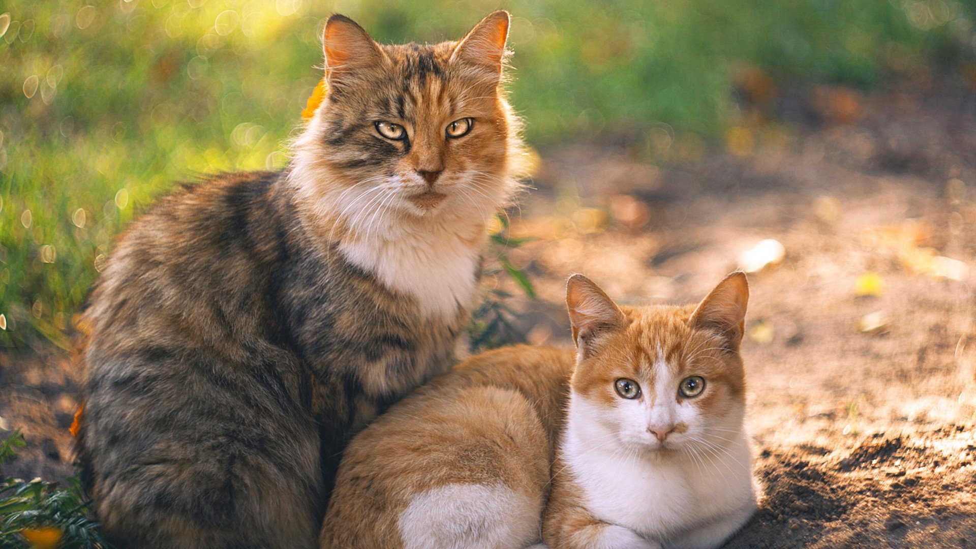 马里昂的背水一战，NBA总决赛抢七夜的另类冠军