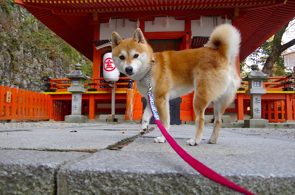 指挥家的节拍,哈利伯顿带动山西队奏响团队胜利交响曲