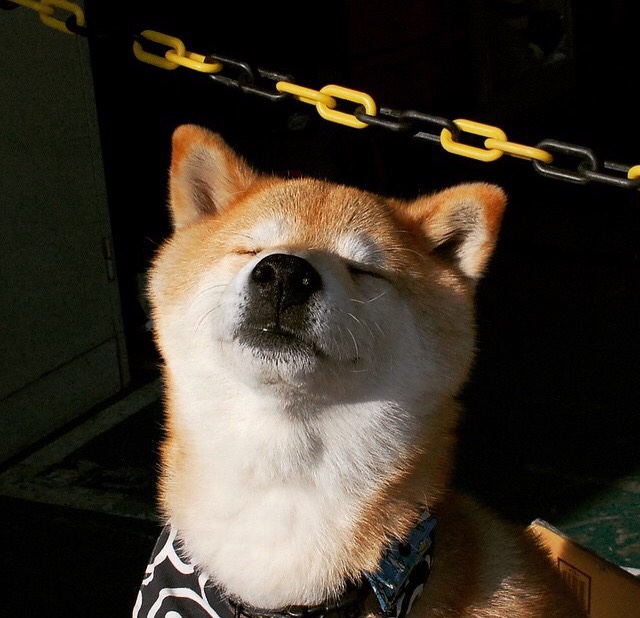 指挥家的节拍,哈利伯顿带动山西队奏响团队胜利交响曲