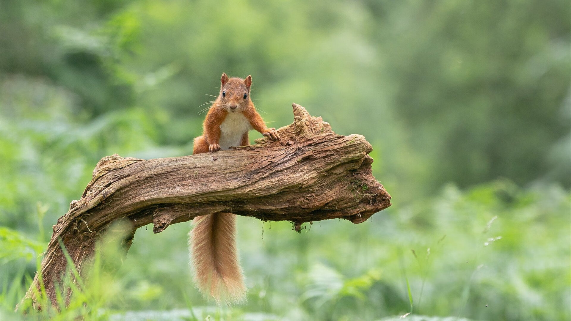 黄金与钢铁，当勇士的最后一舞遇上雷霆的新生纪元