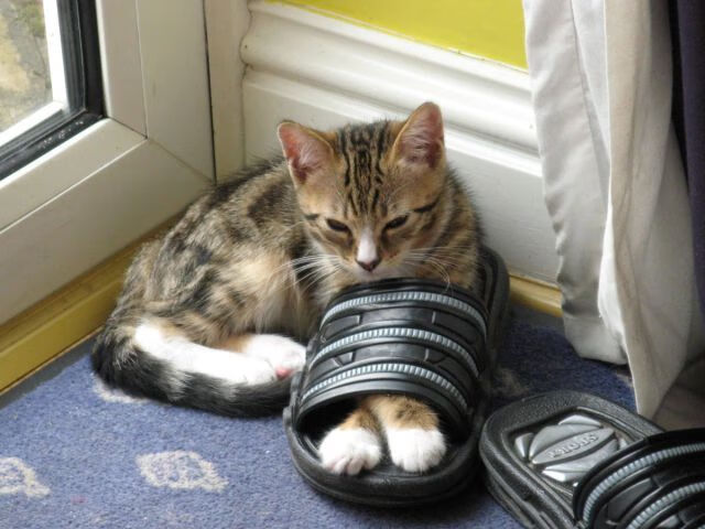 黑马奔腾!安哥拉用战术铁笼锁死新西兰,皇马小将卡马文加化身致胜核心