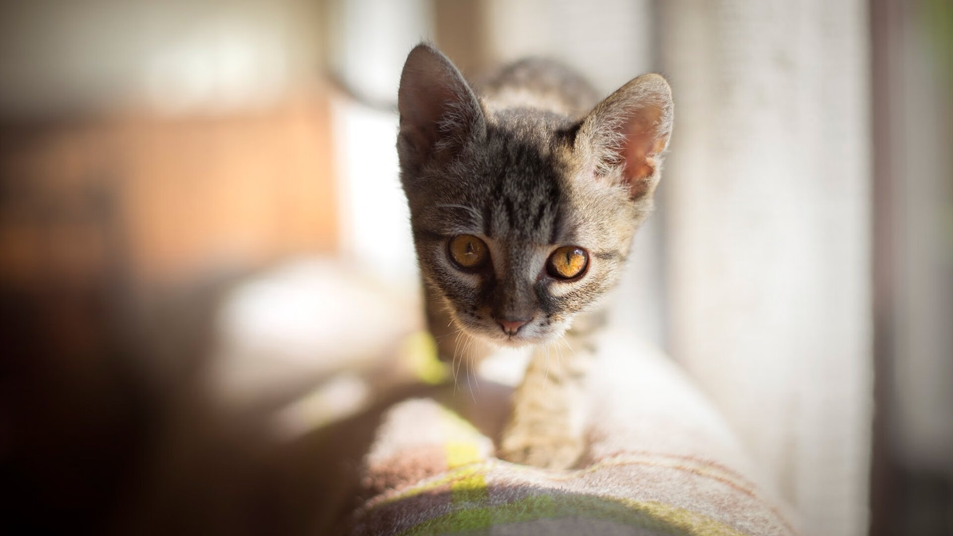 极速攻防，当F1街道赛遇上篮球封锁战