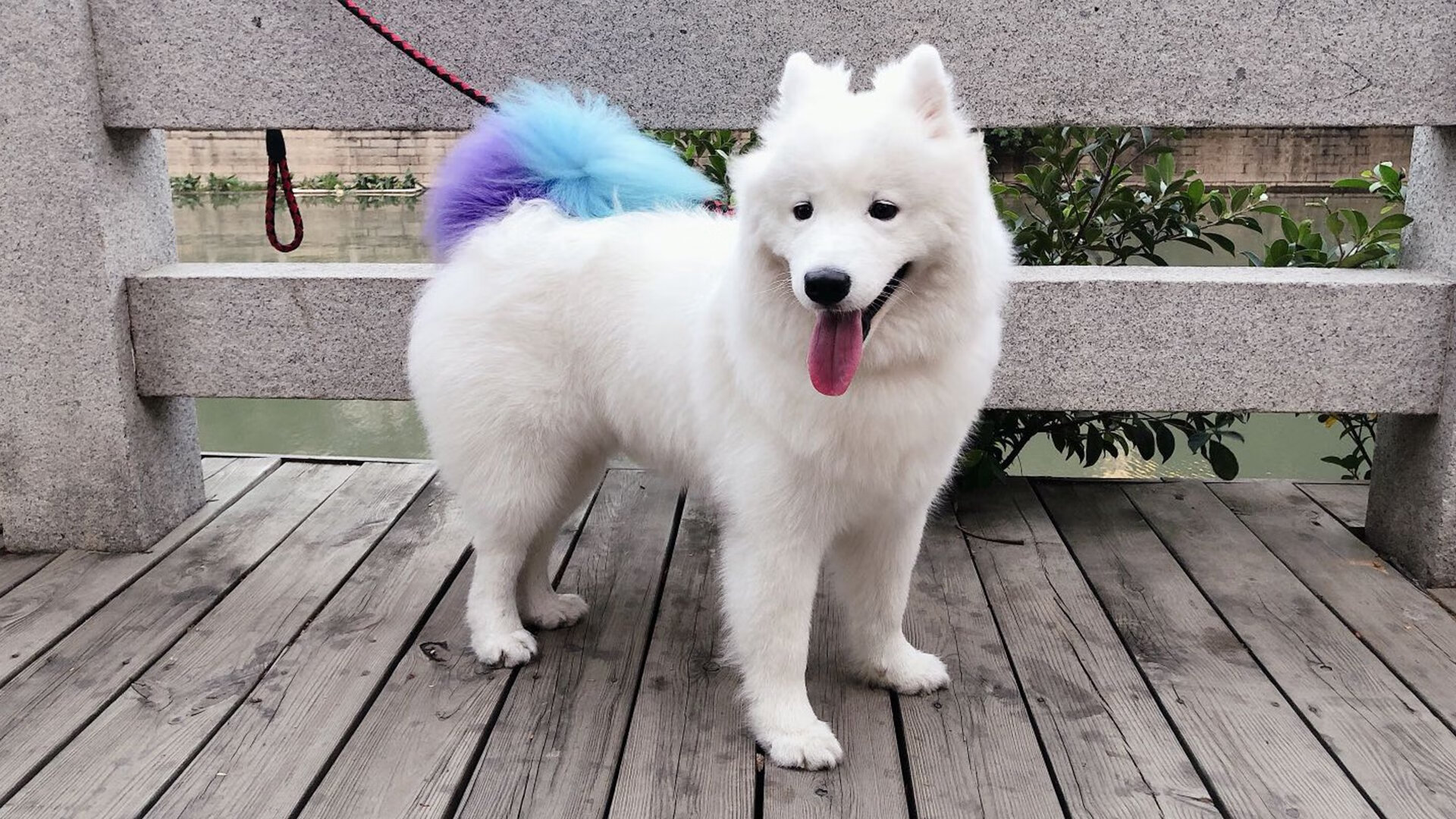 神之一脚与沉默的怒吼,梅西如何在两场关键战役中定义关键先生