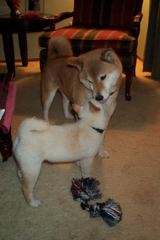 双面神迹，步行者精密绞杀老鹰，库里独舞定义关键