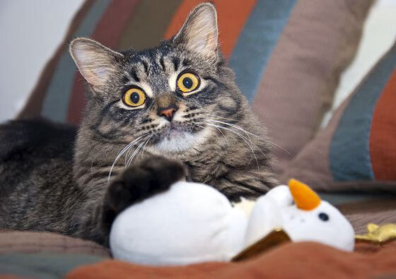 南半球风暴！澳大利亚全明星3-2爆冷皇马，巴尔韦德戴帽难救主