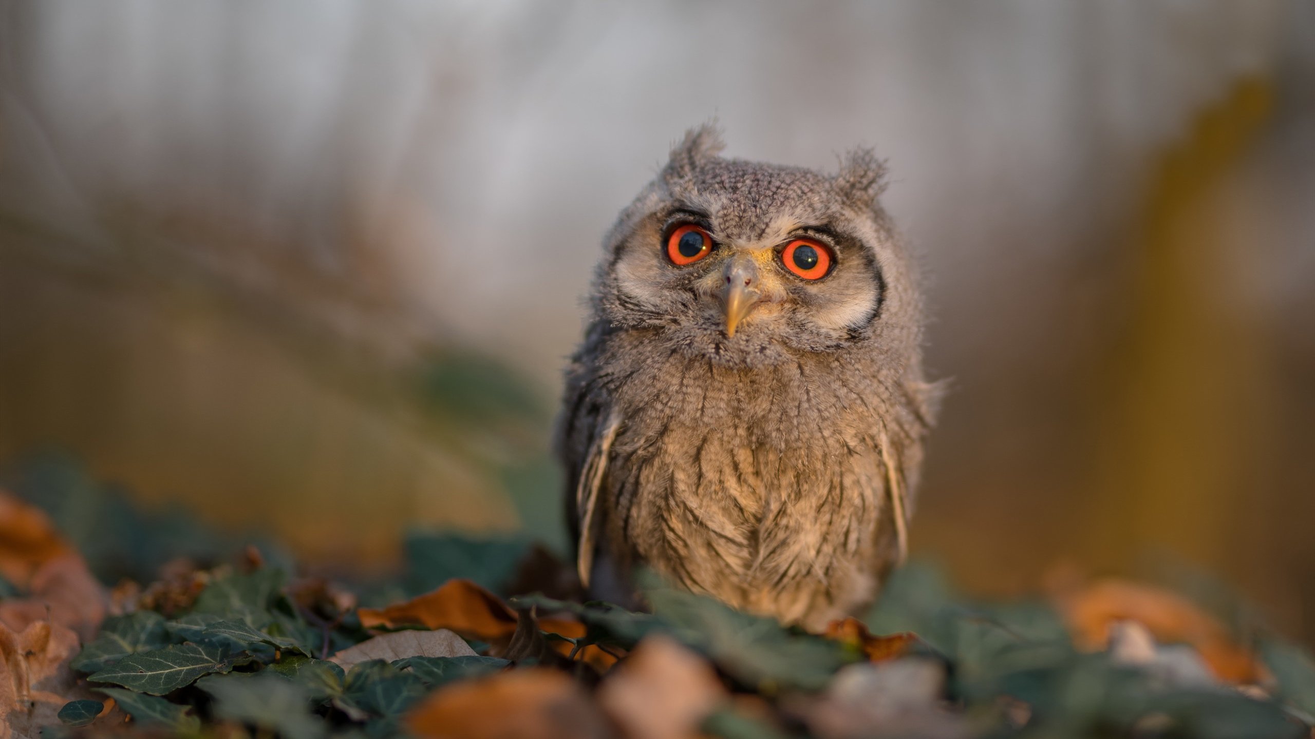 淬火的鹰,断角的鹿,宿命齿轮在东决第三战的惊天逆转中开始转动