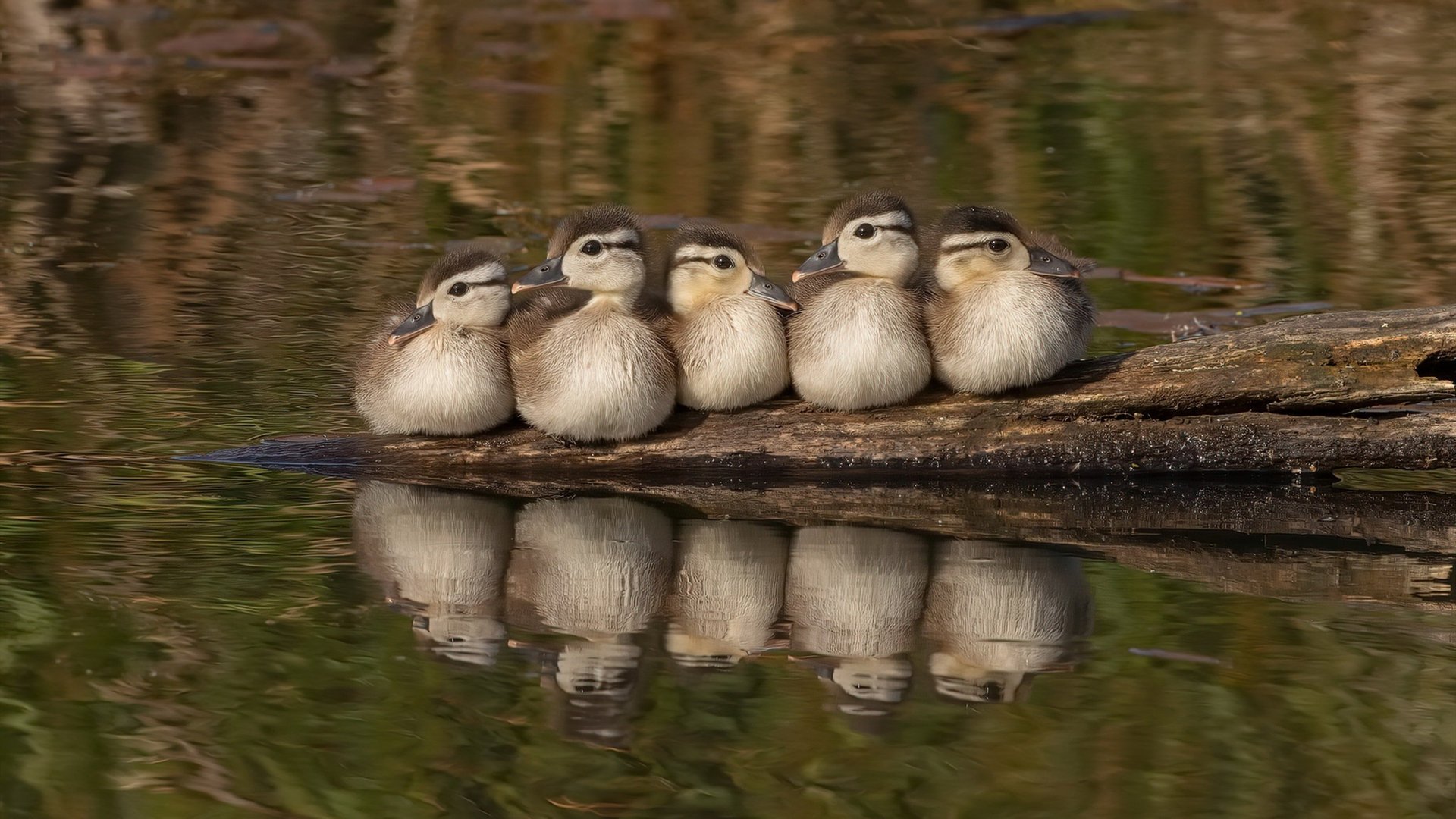 唯一性的胜利，当F1争冠焦点与篮球生死战交汇的辉煌时刻