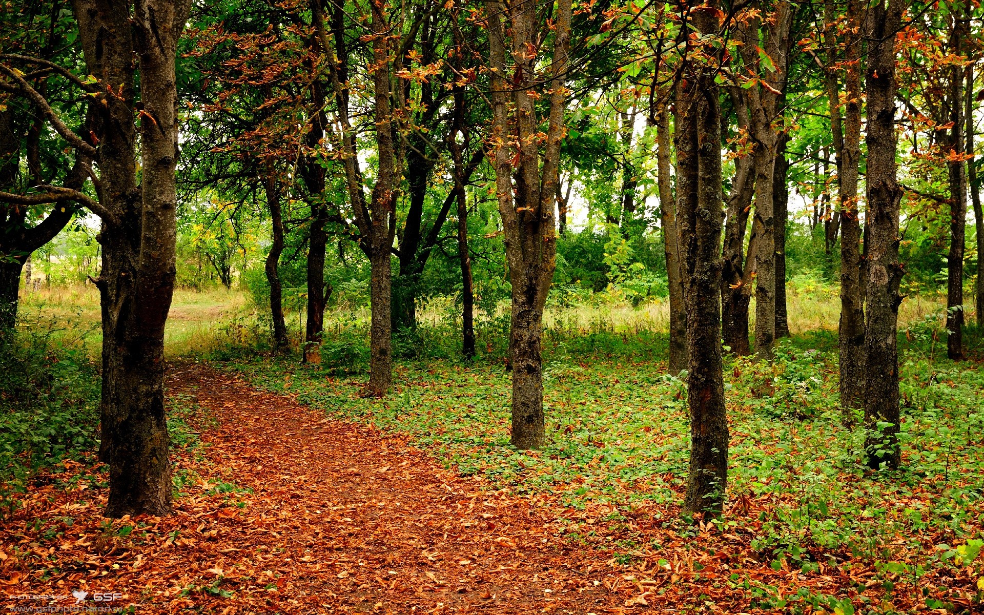 绿鹰与咖啡骑士的沙漠鏖战,萨卡在美加墨世界杯接管比赛