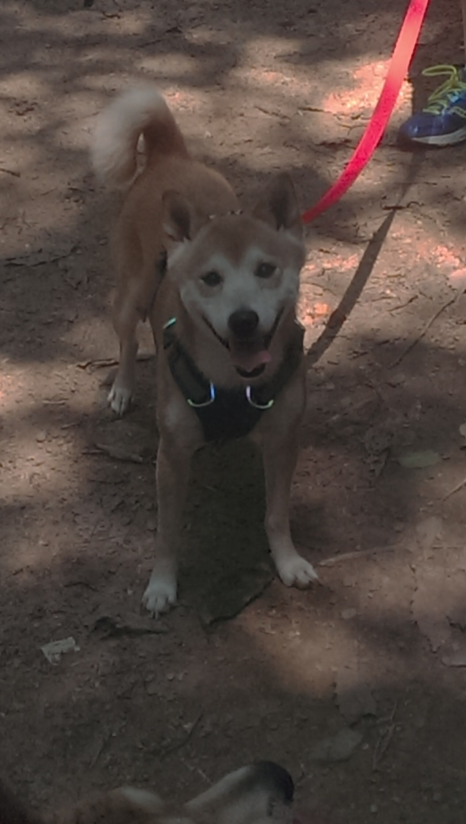 绝境逆袭！火箭终场翻盘黄蜂，武切维奇沉默后的致命一击