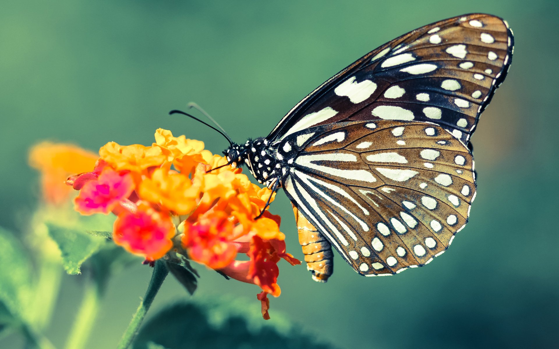 唯一答案！当窒息时刻降临，唯有基耶萨能在欧冠之夜反逻辑爆发