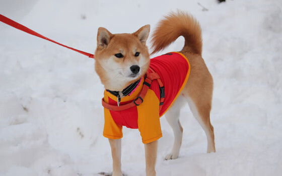 泥沼血战，爱德华兹拖着灰熊硬凿出一条冠军之路