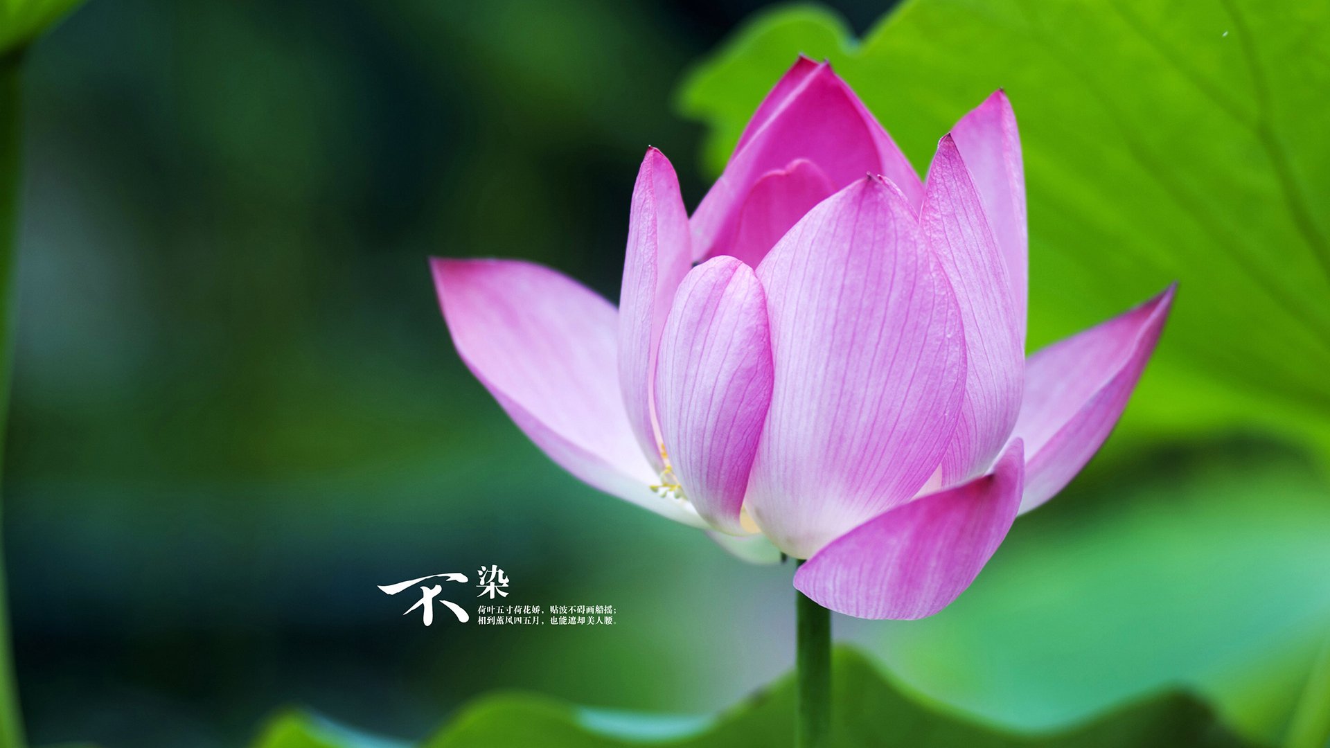 天平与迷宫,当最后一个战术板被哈登拆解成哲学