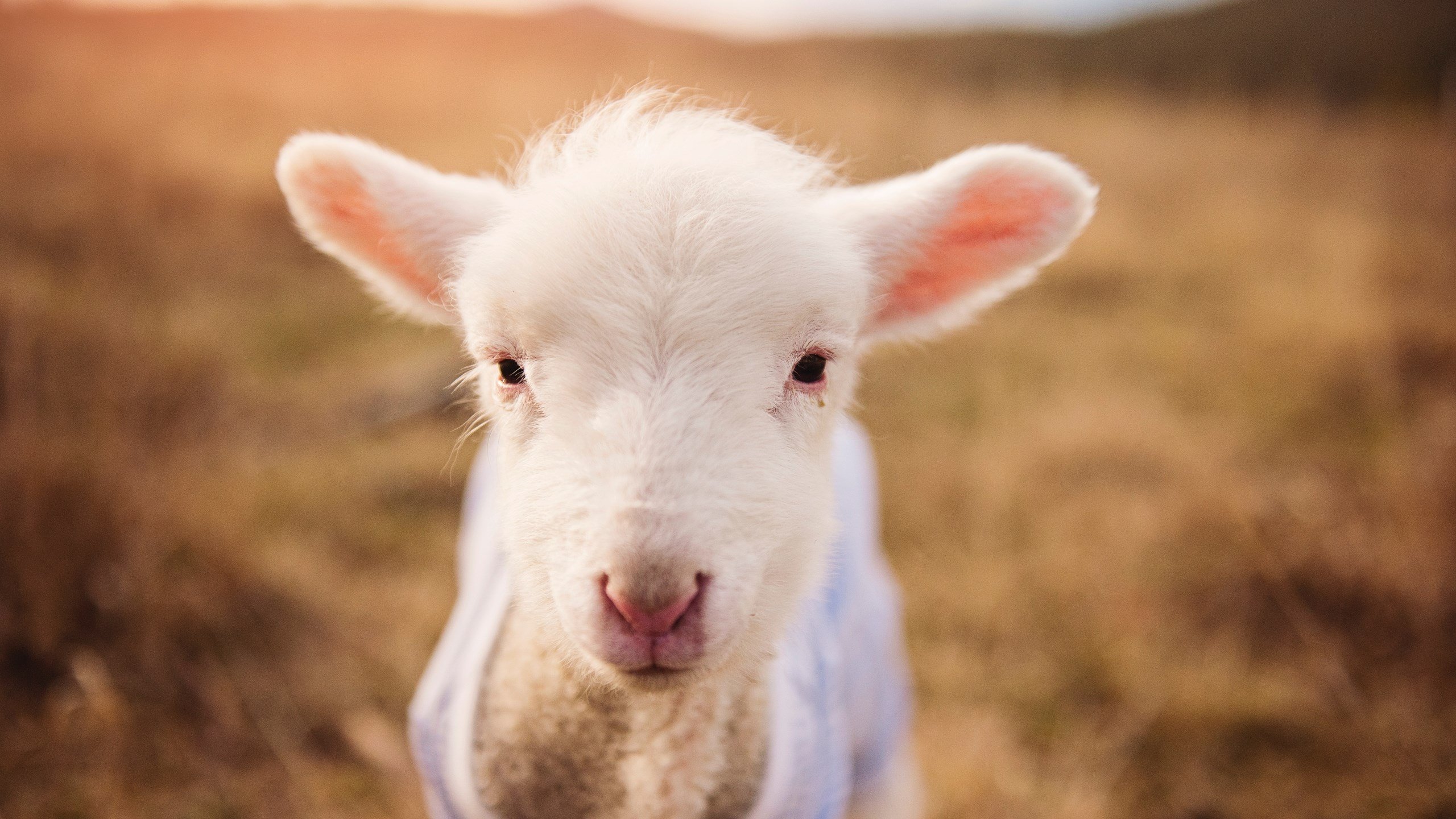 铁马冰河入梦来,字母哥扼住命运咽喉的一夜
