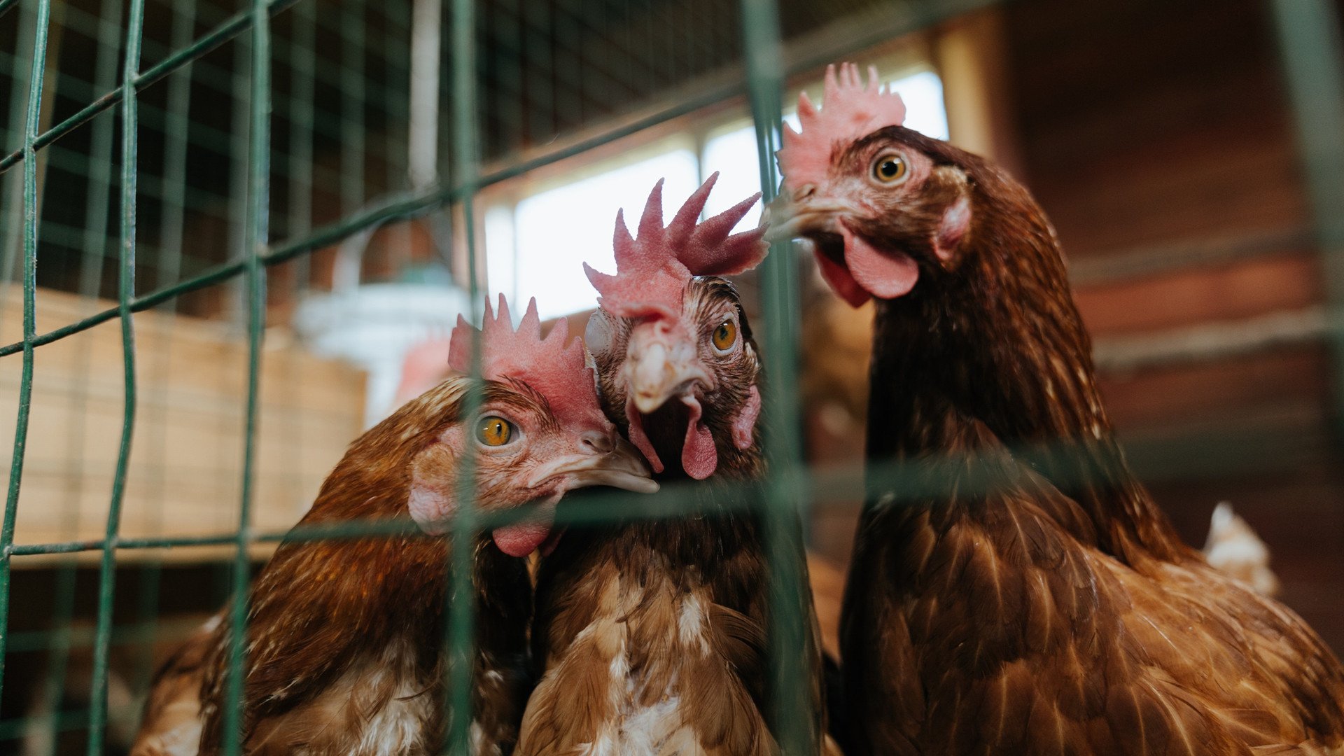 蓝黑风暴席卷巴黎,铁血中场驱动唯一晋级之路