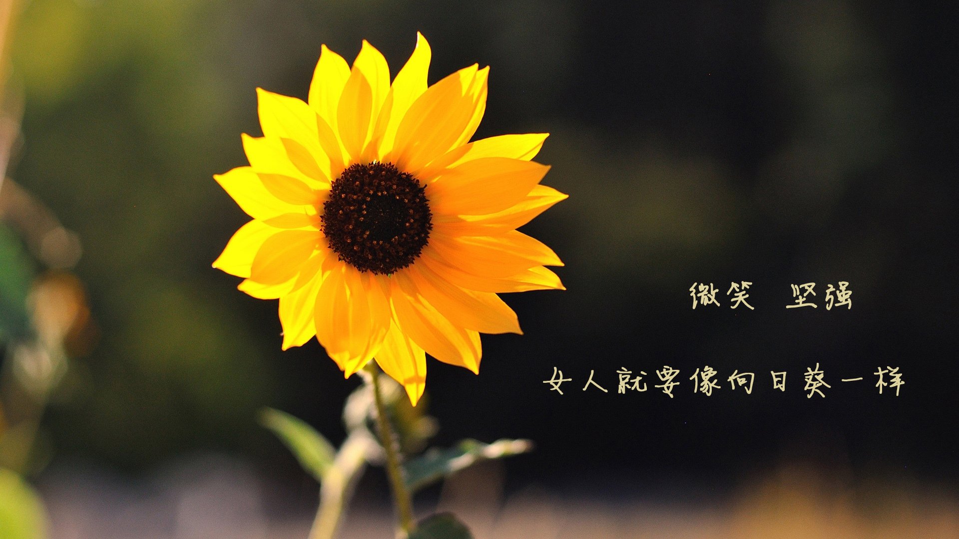 足球场上的时空交错，从热那亚的基耶萨到沙漠中的绿洲