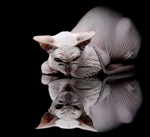 历史缝合的奇夜,克神降临与南美重锤